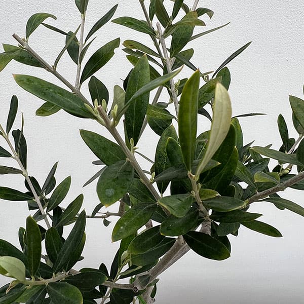 オリーブ：フラントイオ　アポロ　5号鉢植え*