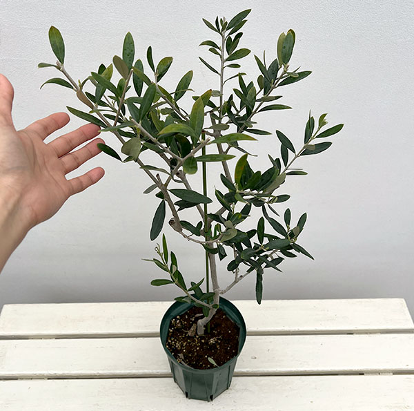 オリーブ：フラントイオ　アポロ　5号鉢植え*