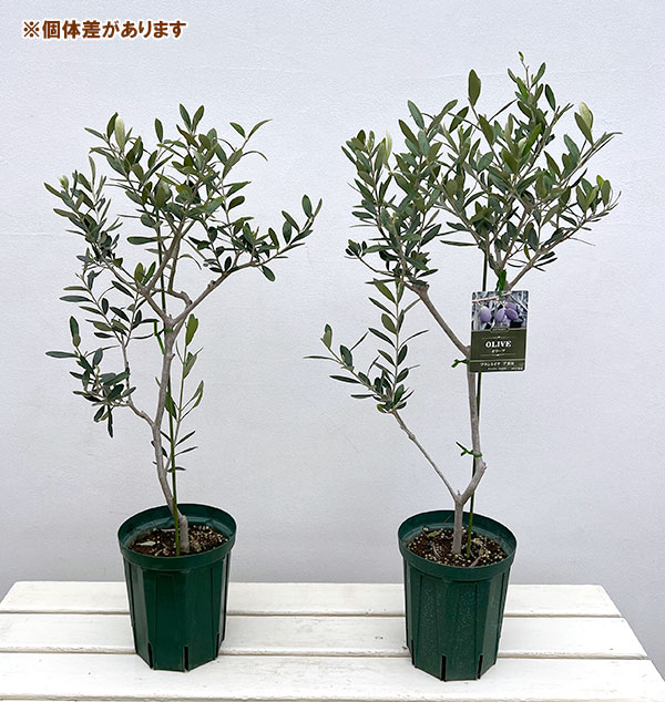 オリーブ：フラントイオ　アポロ　5号鉢植え*
