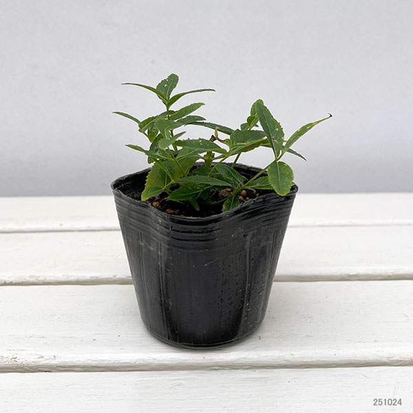 [送料無料]キキョウ(桔梗）：八重咲きソフトピンクききょう・ほほえみ3号ポット 12株セット