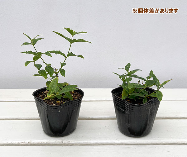 [送料無料]キキョウ(桔梗）：八重咲きソフトピンクききょう・ほほえみ3号ポット 12株セット