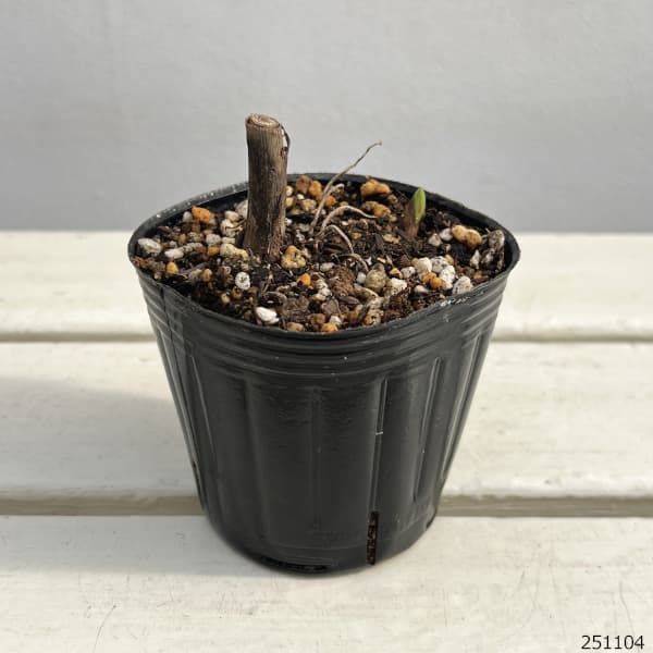 シラン（紫蘭・わい性）：覆輪斑葉ブルーシラン（白斑）3号ポット