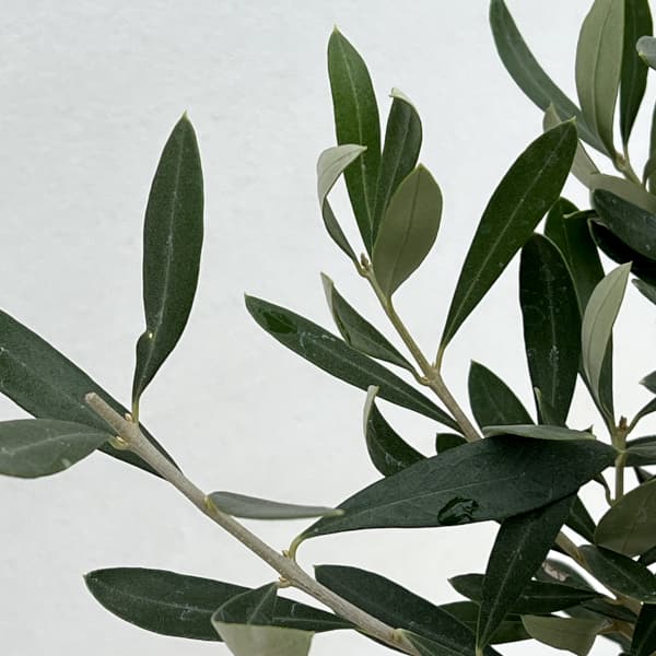 オリーブ:シプレッシノ 5号ポット