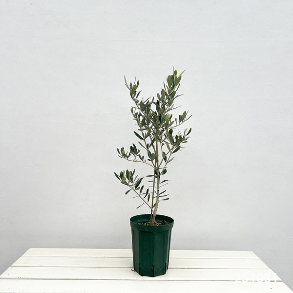 オリーブ：タジャスカ　5号ポット