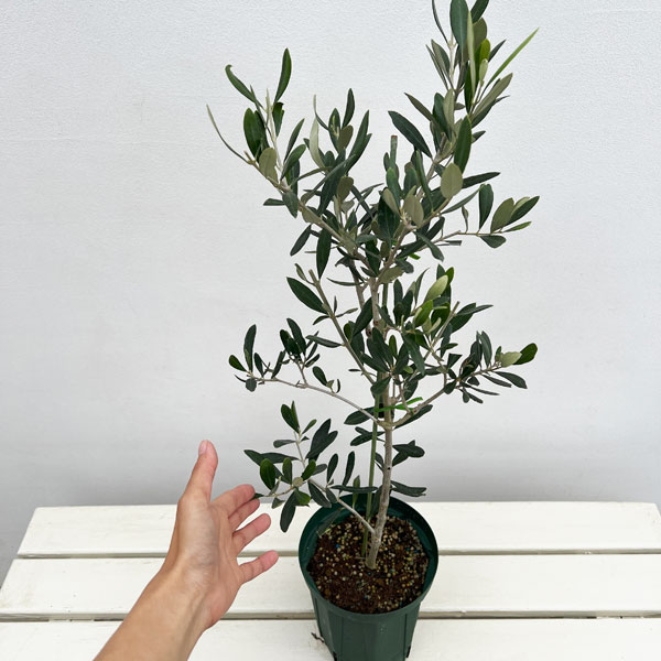 オリーブ：タジャスカ　5号ポット