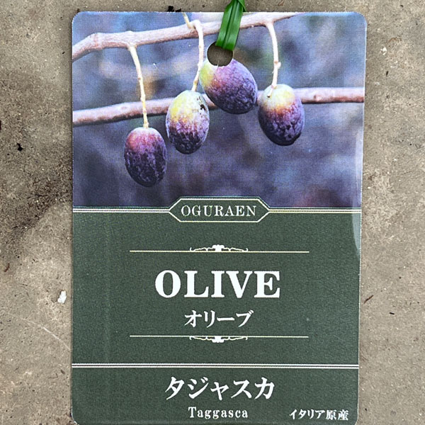 オリーブ：タジャスカ　5号ポット