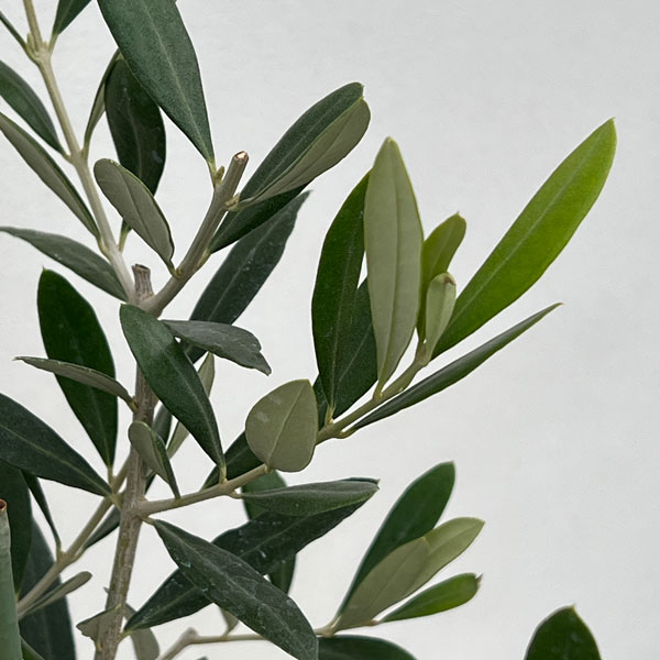 オリーブ：タジャスカ　5号ポット