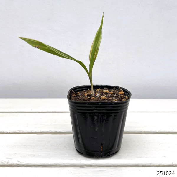 シラン（紫蘭・わい性）：覆輪斑葉ブルーシラン（黄斑）3号ポット