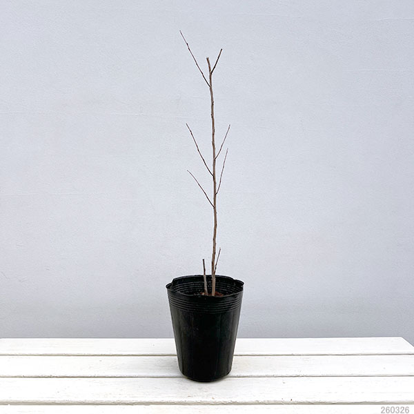 サルスベリ（百日紅）：ブラックリーフダイヤモンド　ピュアホワイト5号ポット