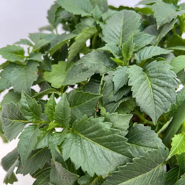 (わけあり特価)ダリア:レモンミルク6号鉢植え