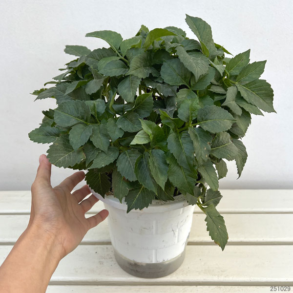 園芸ネット本店｜ダリア：レモンミルク6号鉢植え の通販【公式】