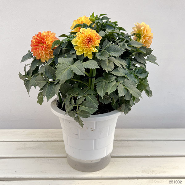 ダリア:ミックスキャンディー6号鉢植え