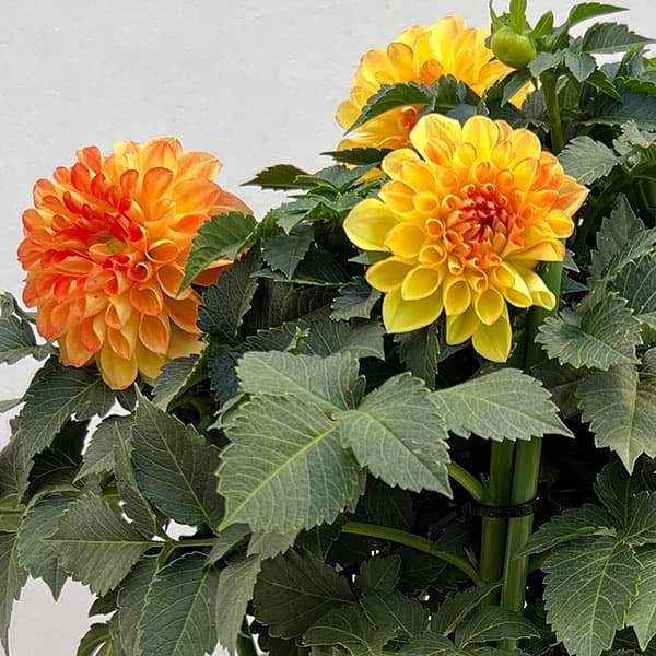 ダリア:ミックスキャンディー6号鉢植え
