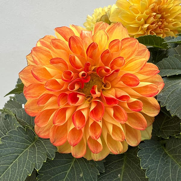 ダリア:ミックスキャンディー6号鉢植え