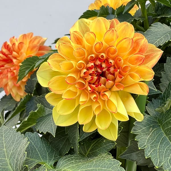 ダリア:ミックスキャンディー6号鉢植え