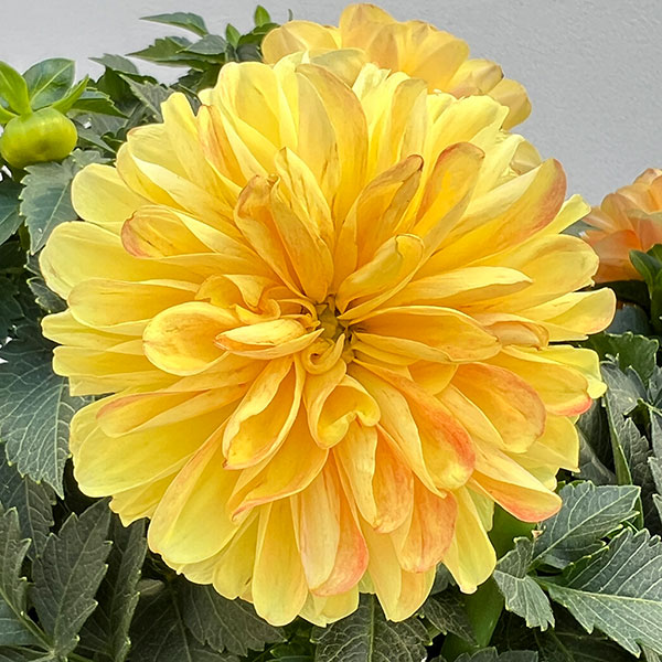 ダリア:ミックスキャンディー6号鉢植え
