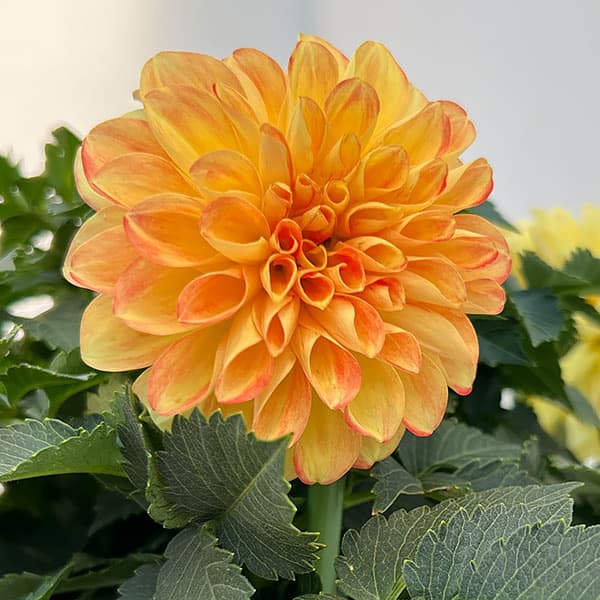 ダリア:ミックスキャンディー6号鉢植え