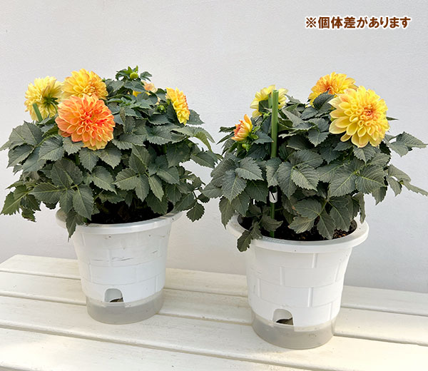 ダリア:ミックスキャンディー6号鉢植え