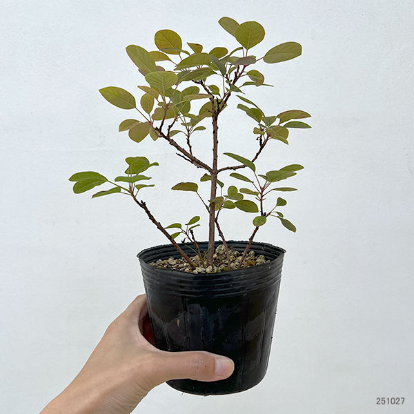 スモークツリー：マジカルレッドフォンテン4-4.5号ポット