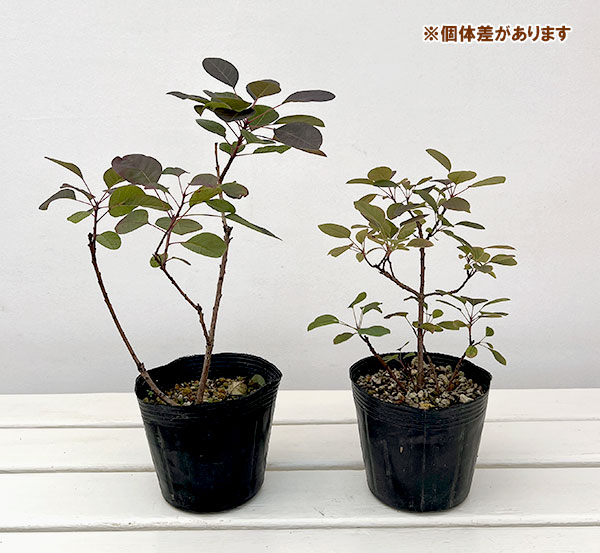 スモークツリー：マジカルレッドフォンテン4-4.5号ポット