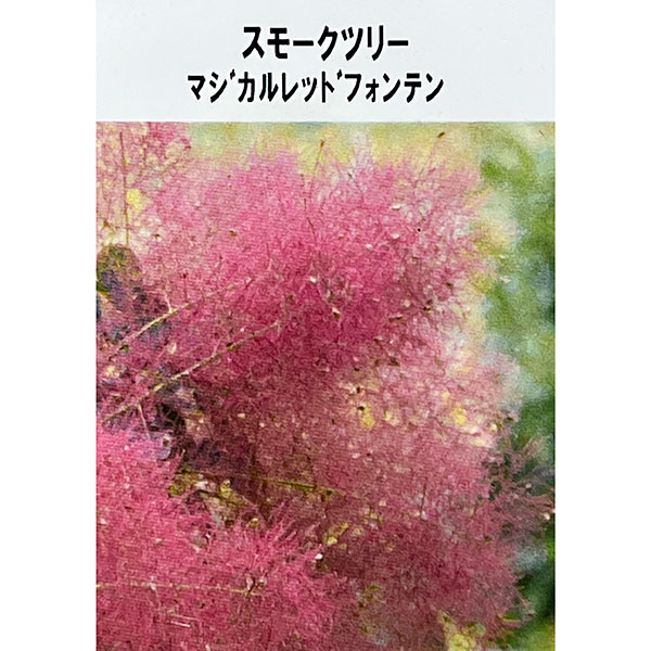 スモークツリー：マジカルレッドフォンテン4-4.5号ポット
