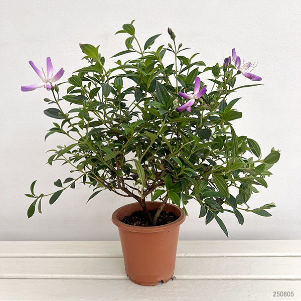 ノボタン：あけぼの5号鉢植え