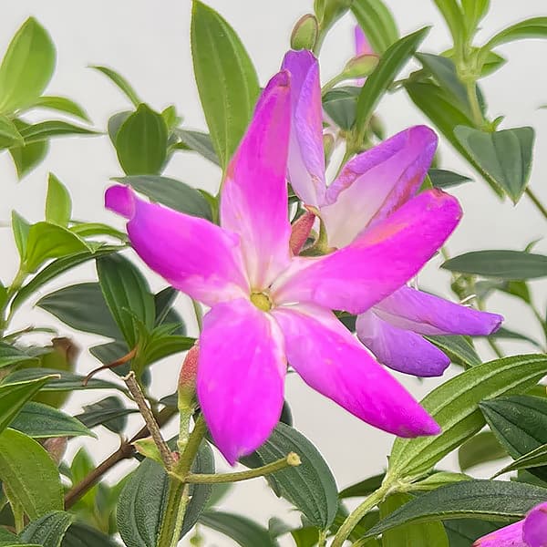 ノボタン：あけぼの5号鉢植え