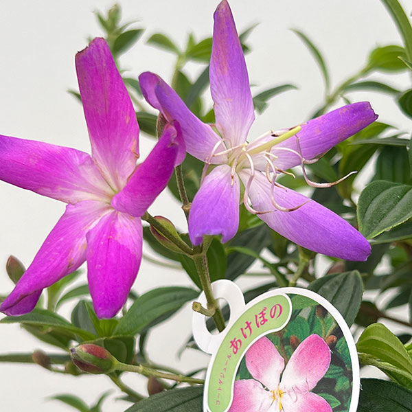 ノボタン：あけぼの5号鉢植え