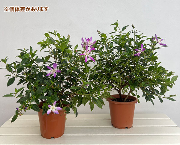 ノボタン：あけぼの5号鉢植え