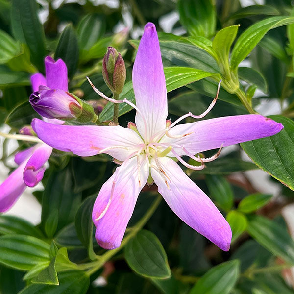ノボタン：あけぼの5号鉢植え