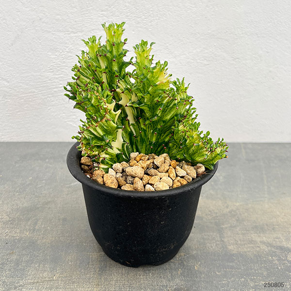 ユーフォルビア：ラクティアマハラジャグリーン（接ぎ降し）4号鉢植え