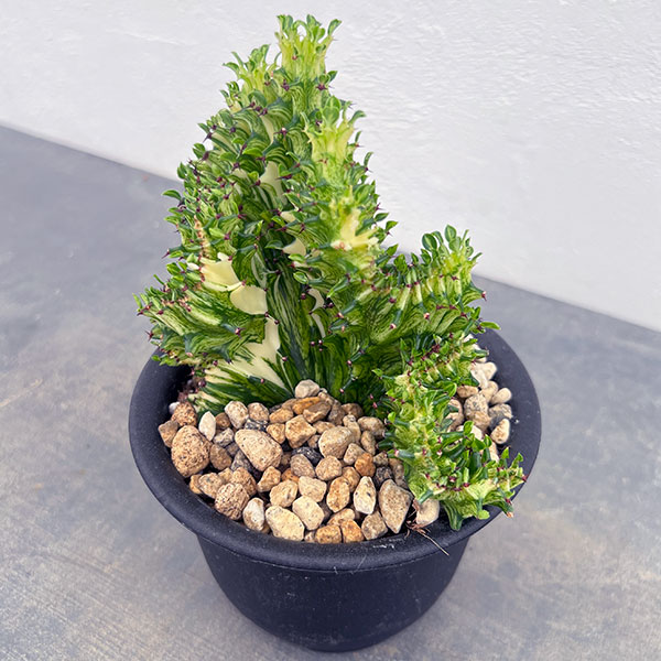 ユーフォルビア：ラクティアマハラジャグリーン（接ぎ降し）4号鉢植え