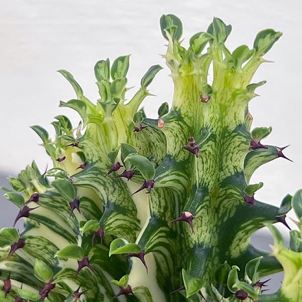 ユーフォルビア：ラクティアマハラジャグリーン（接ぎ降し）4号鉢植え