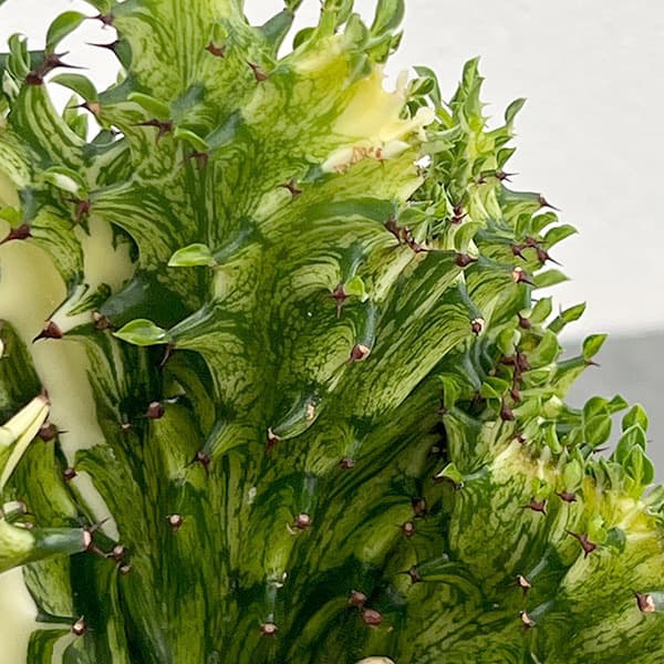 ユーフォルビア：ラクティアマハラジャグリーン（接ぎ降し）4号鉢植え