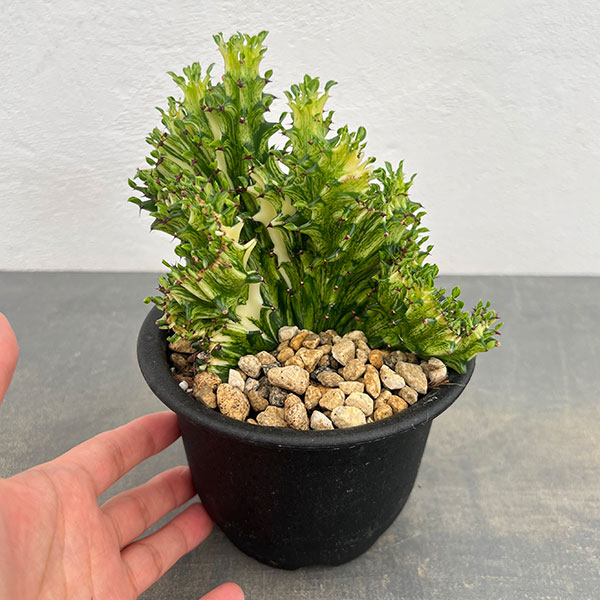ユーフォルビア：ラクティアマハラジャグリーン（接ぎ降し）4号鉢植え