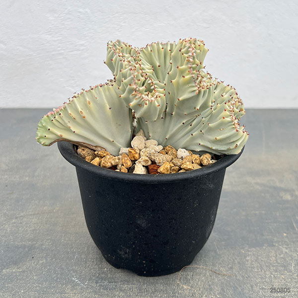 ユーフォルビア：ラクティアマハラジャホワイト（接ぎ降し）4号鉢植え