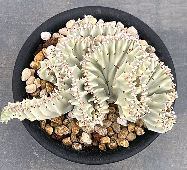 ユーフォルビア：ラクティアマハラジャホワイト（接ぎ降し）4号鉢植え