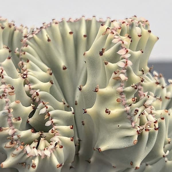 ユーフォルビア：ラクティアマハラジャホワイト（接ぎ降し）4号鉢植え