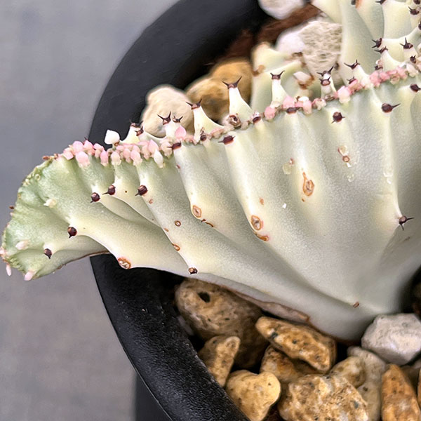 ユーフォルビア：ラクティアマハラジャホワイト（接ぎ降し）4号鉢植え