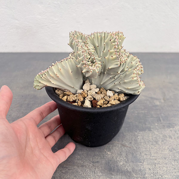 ユーフォルビア：ラクティアマハラジャホワイト（接ぎ降し）4号鉢植え
