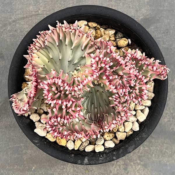 ユーフォルビア：ラクティアマハラジャホワイトピンク（接ぎ降し）4号鉢植え