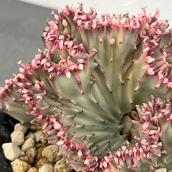 ユーフォルビア：ラクティアマハラジャホワイトピンク（接ぎ降し）4号鉢植え