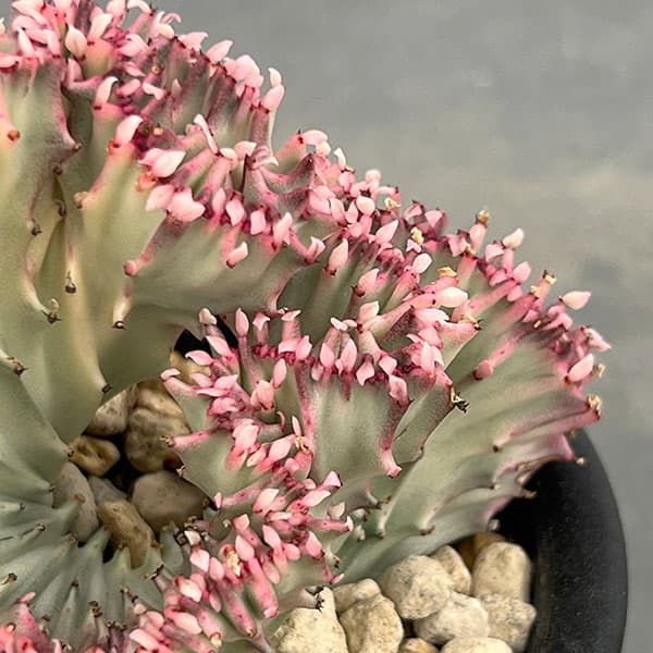 ユーフォルビア：ラクティアマハラジャホワイトピンク（接ぎ降し）4号鉢植え