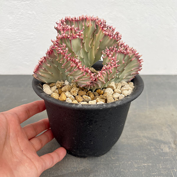 ユーフォルビア：ラクティアマハラジャホワイトピンク（接ぎ降し）4号鉢植え