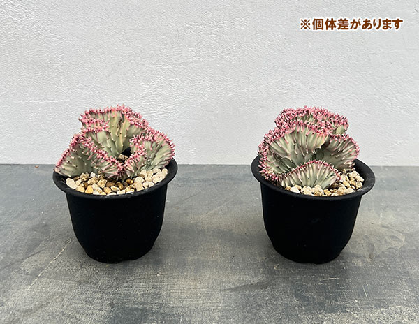 ユーフォルビア：ラクティアマハラジャホワイトピンク（接ぎ降し）4号鉢植え