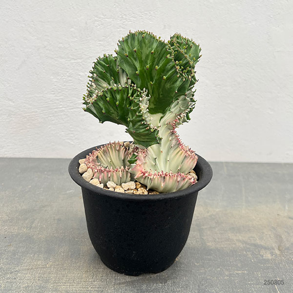 ユーフォルビア：ラクティアマハラジャグリーンホワイト（接ぎ降し）4号鉢植え*