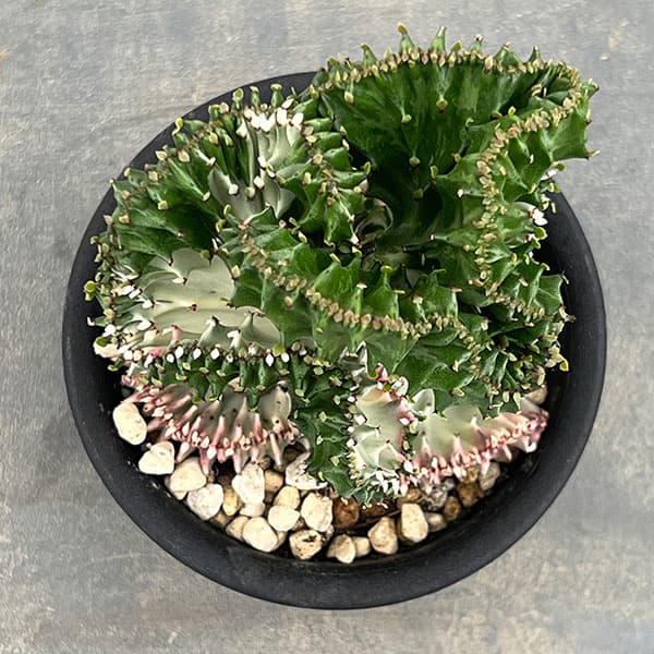 ユーフォルビア：ラクティアマハラジャグリーンホワイト（接ぎ降し）4号鉢植え*