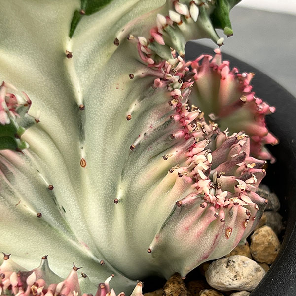 ユーフォルビア：ラクティアマハラジャグリーンホワイト（接ぎ降し）4号鉢植え*