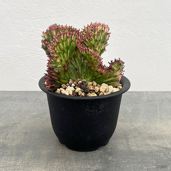 ユーフォルビア：ラクティアマハラジャグリーンレッド（接ぎ降し）4号鉢植え*