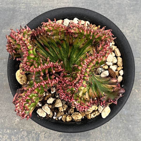 ユーフォルビア：ラクティアマハラジャグリーンレッド（接ぎ降し）4号鉢植え*